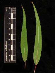 Salix nigra. Upper leaf surface (left) and lower leaf surface.
 Image: D. Glenny © Landcare Research 2020 CC BY 4.0